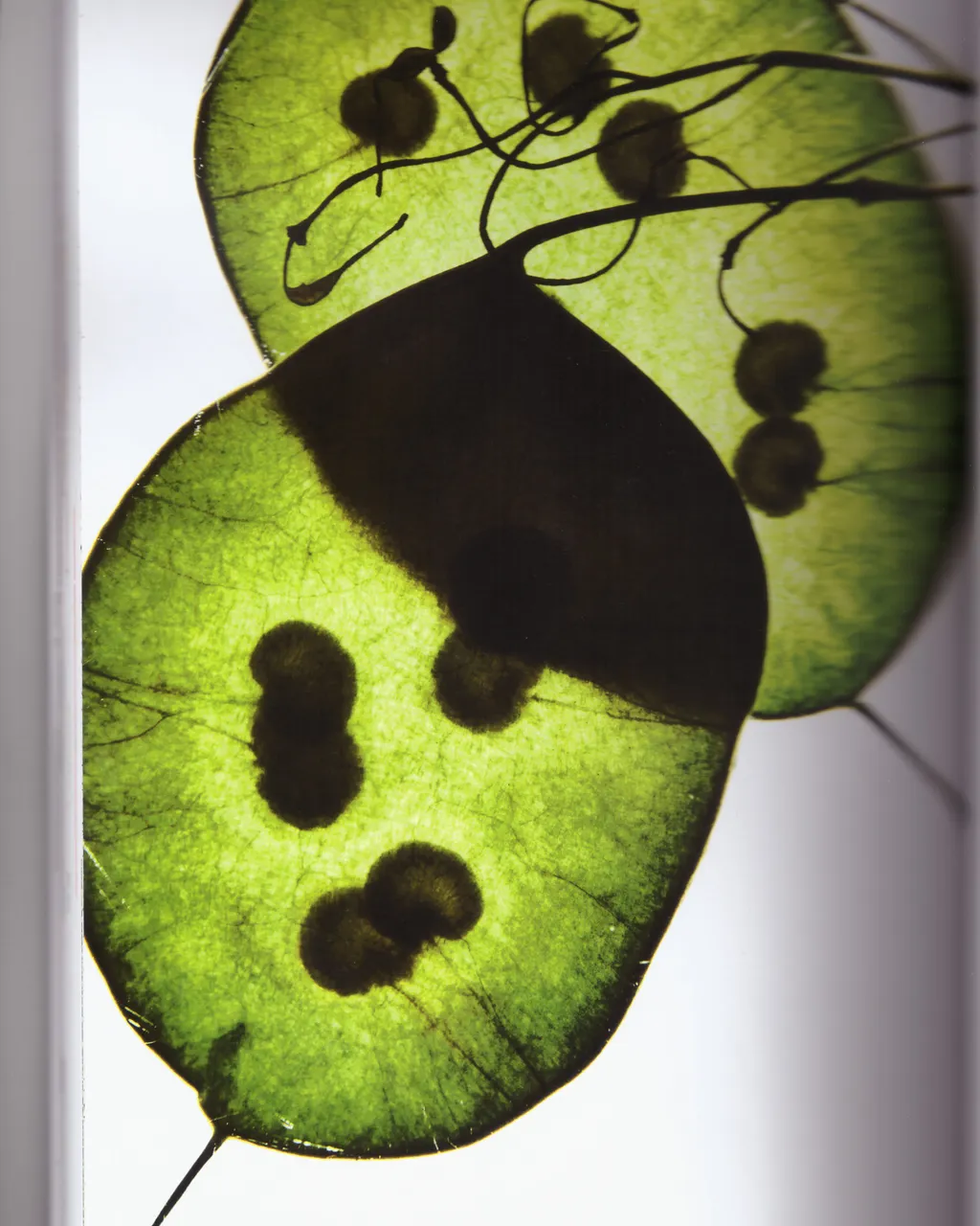 Personal / Flowers From The Garden