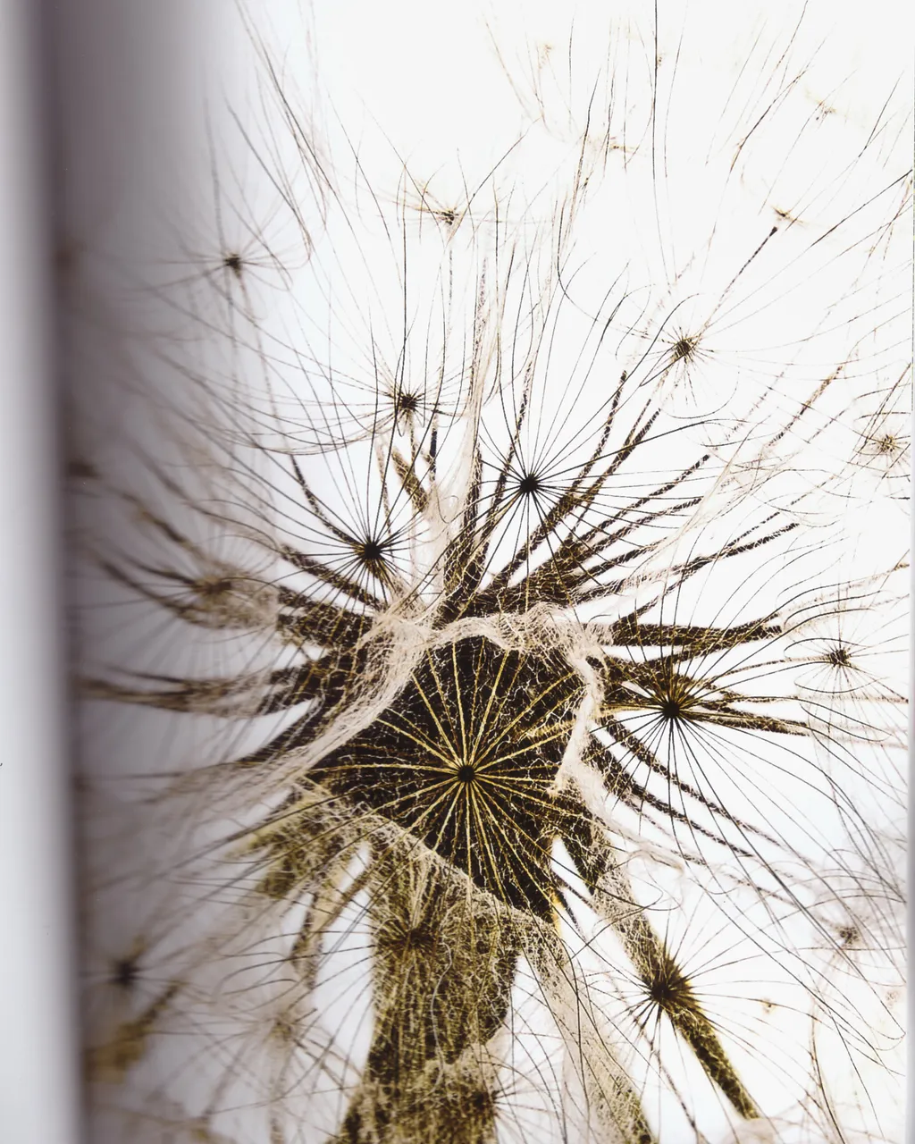 Personal / Flowers From The Garden