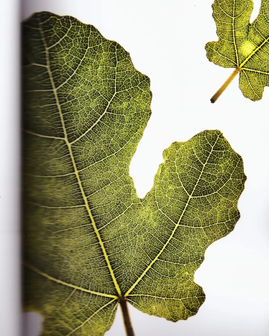 Personal / Flowers From The Garden