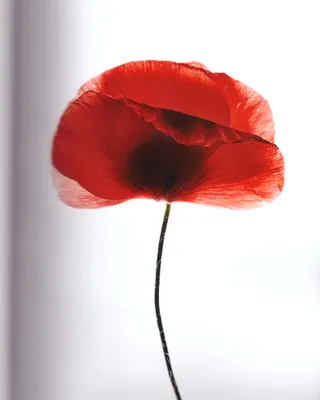 personal-flowers-from-the-garden