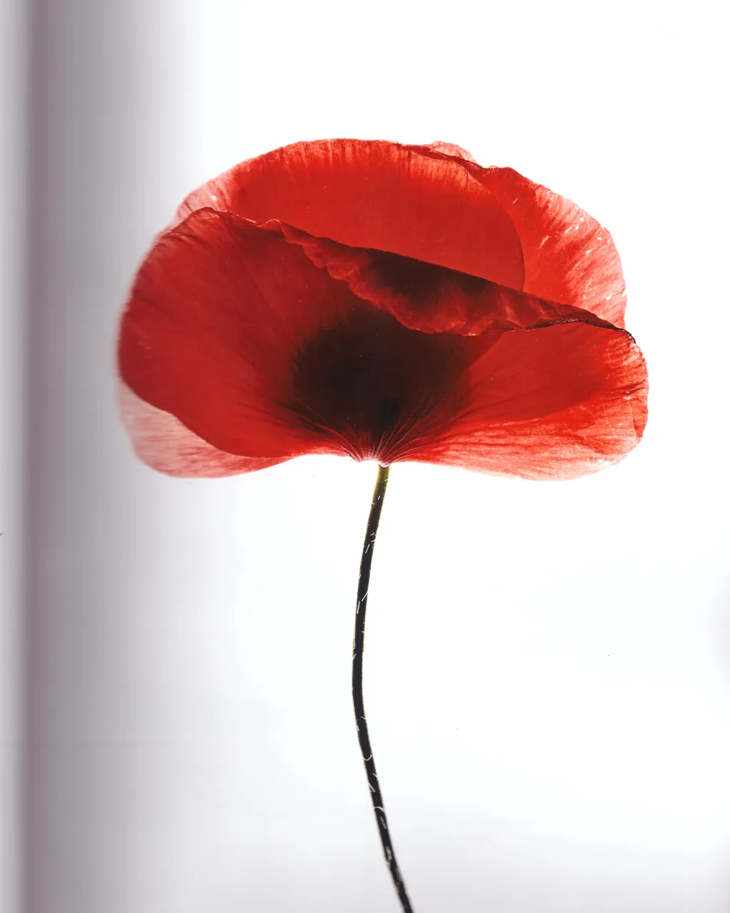 Personal / Flowers From The Garden