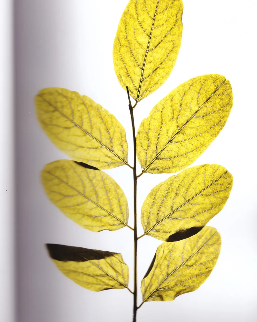 Personal / Flowers From The Garden