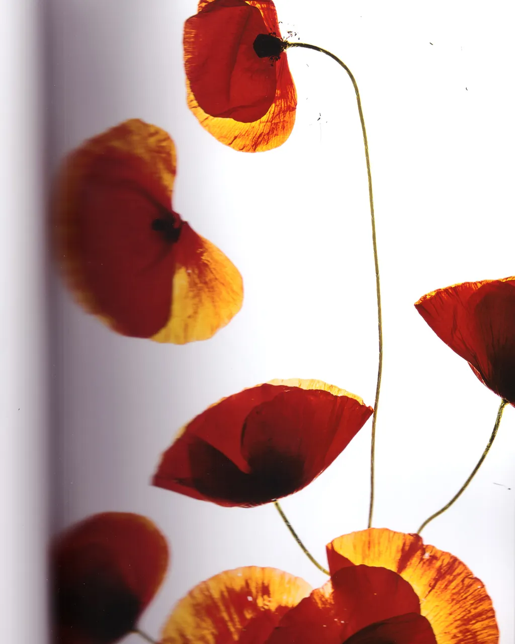 Personal / Flowers From The Garden