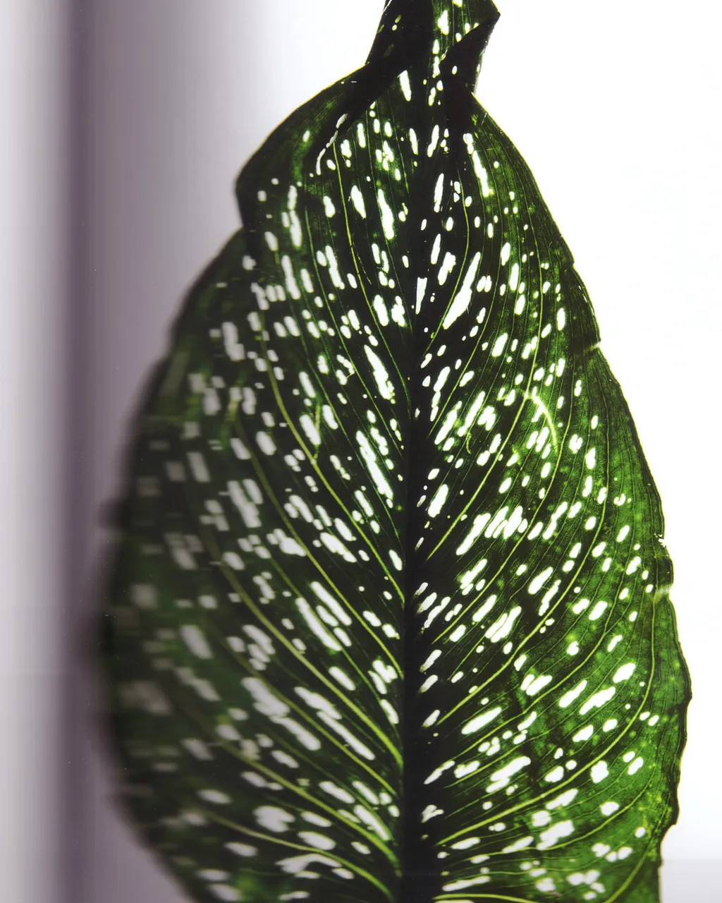 Personal / Flowers From The Garden