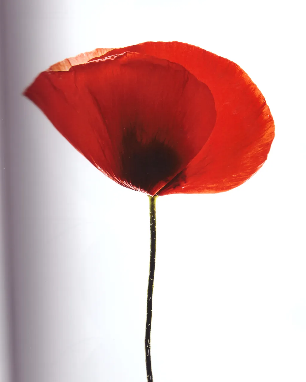 Personal / Flowers From The Garden