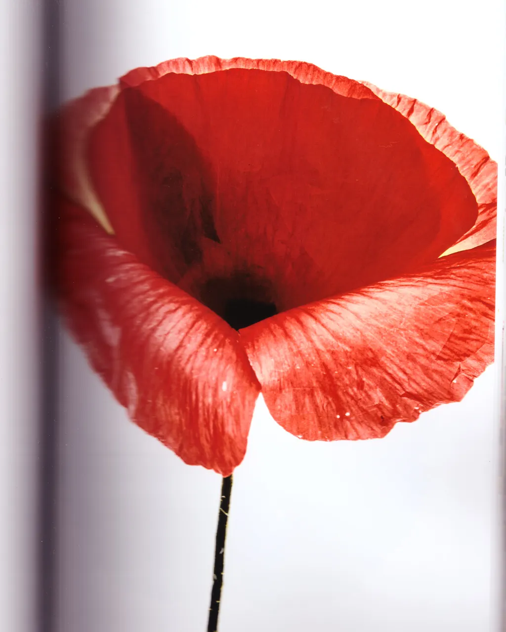 Personal / Flowers From The Garden