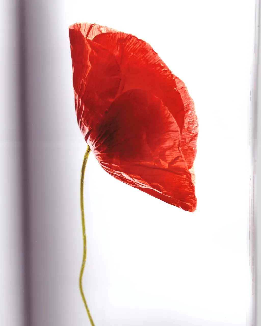 Personal / Flowers From The Garden