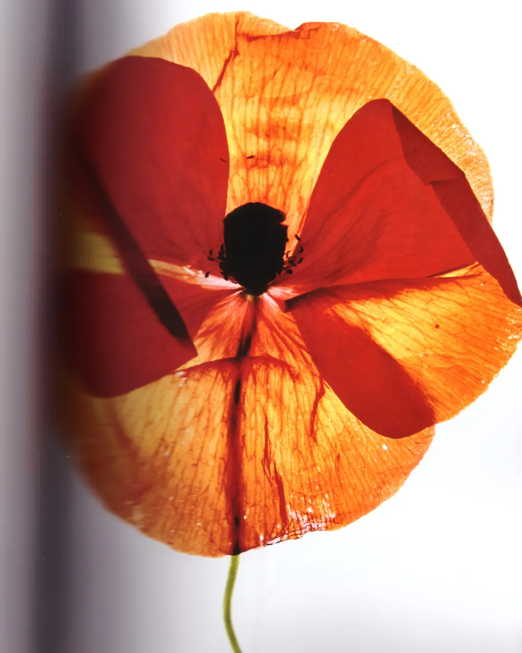 Personal / Flowers From The Garden