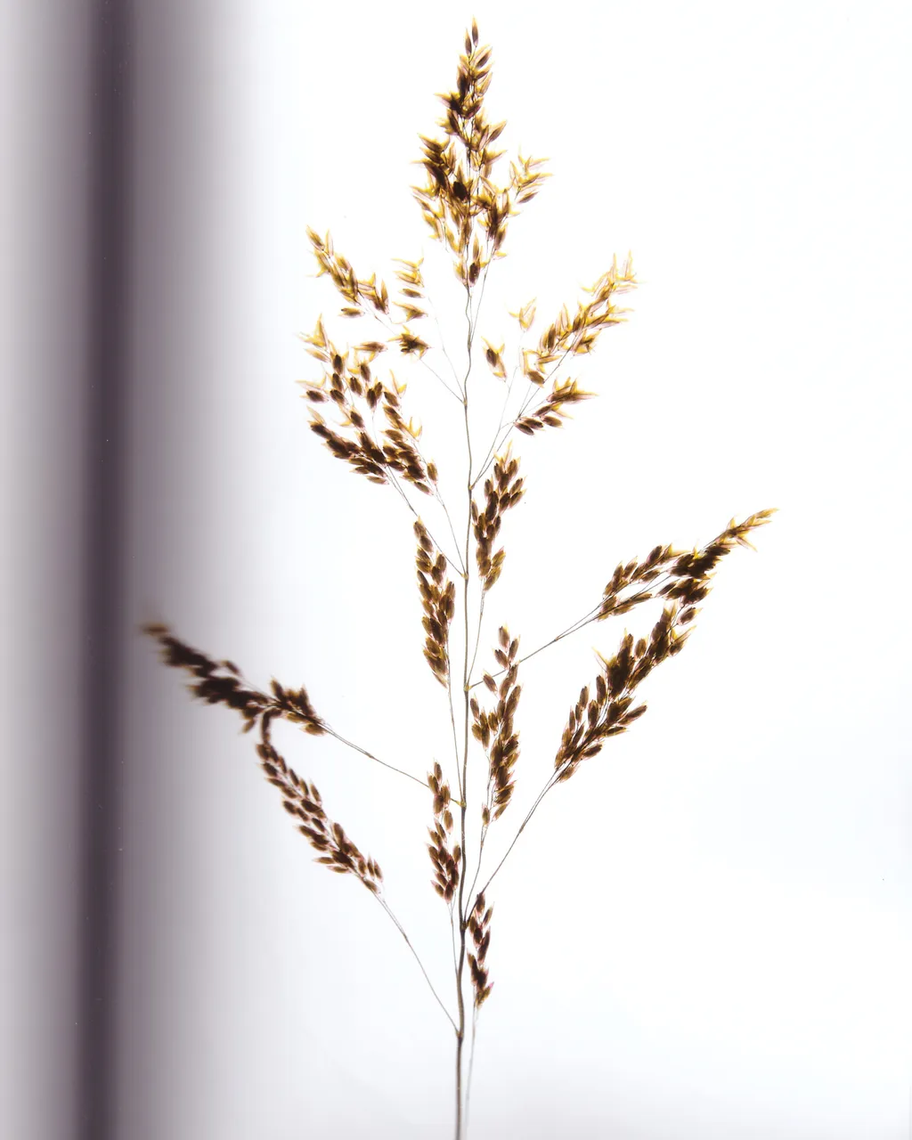 Personal / Flowers From The Garden