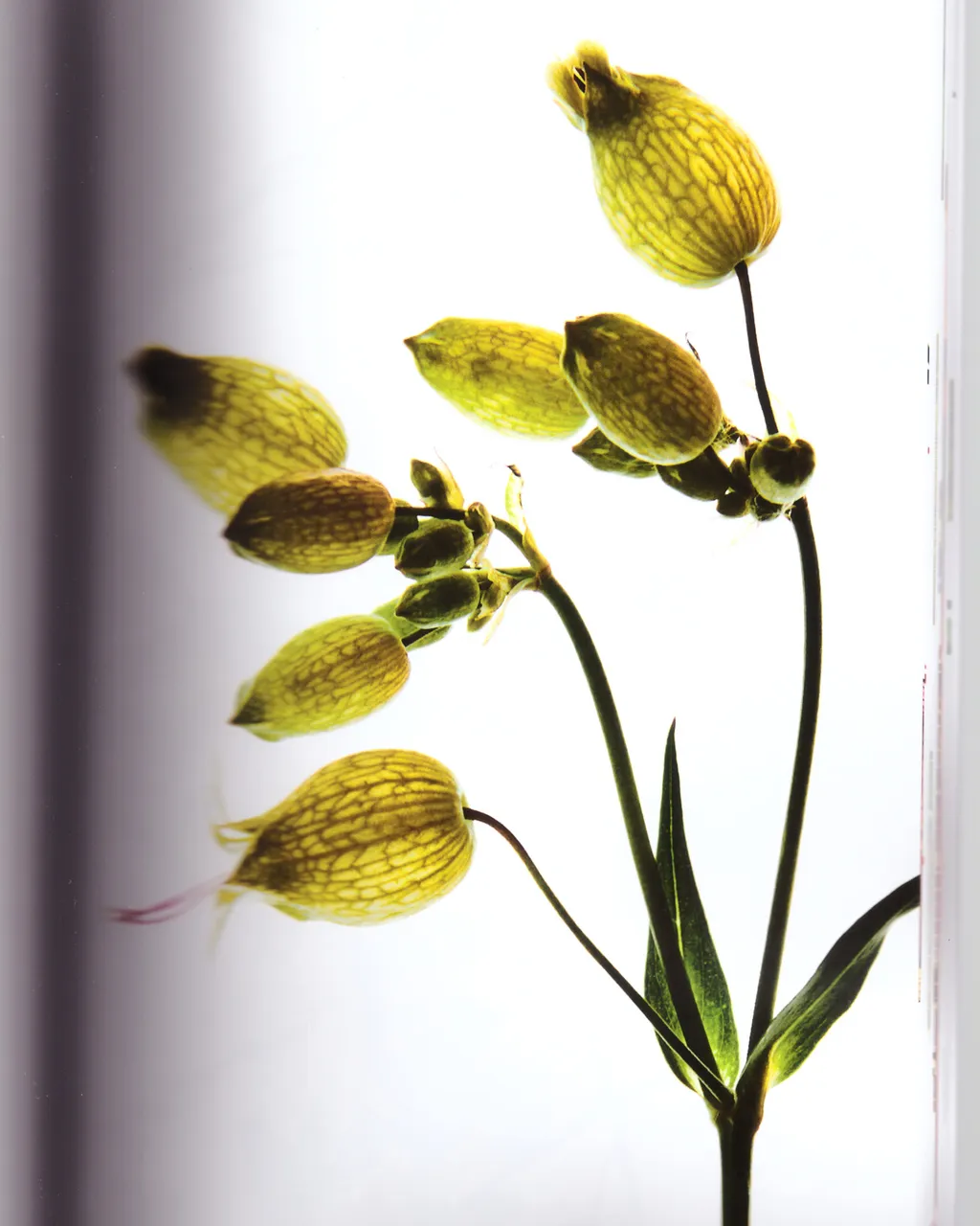 Personal / Flowers From The Garden