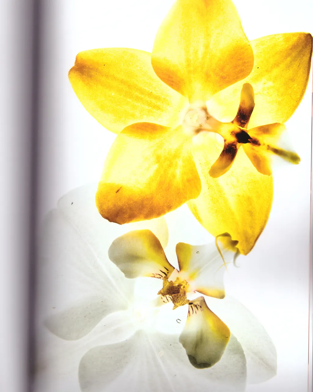 Personal / Flowers From The Garden