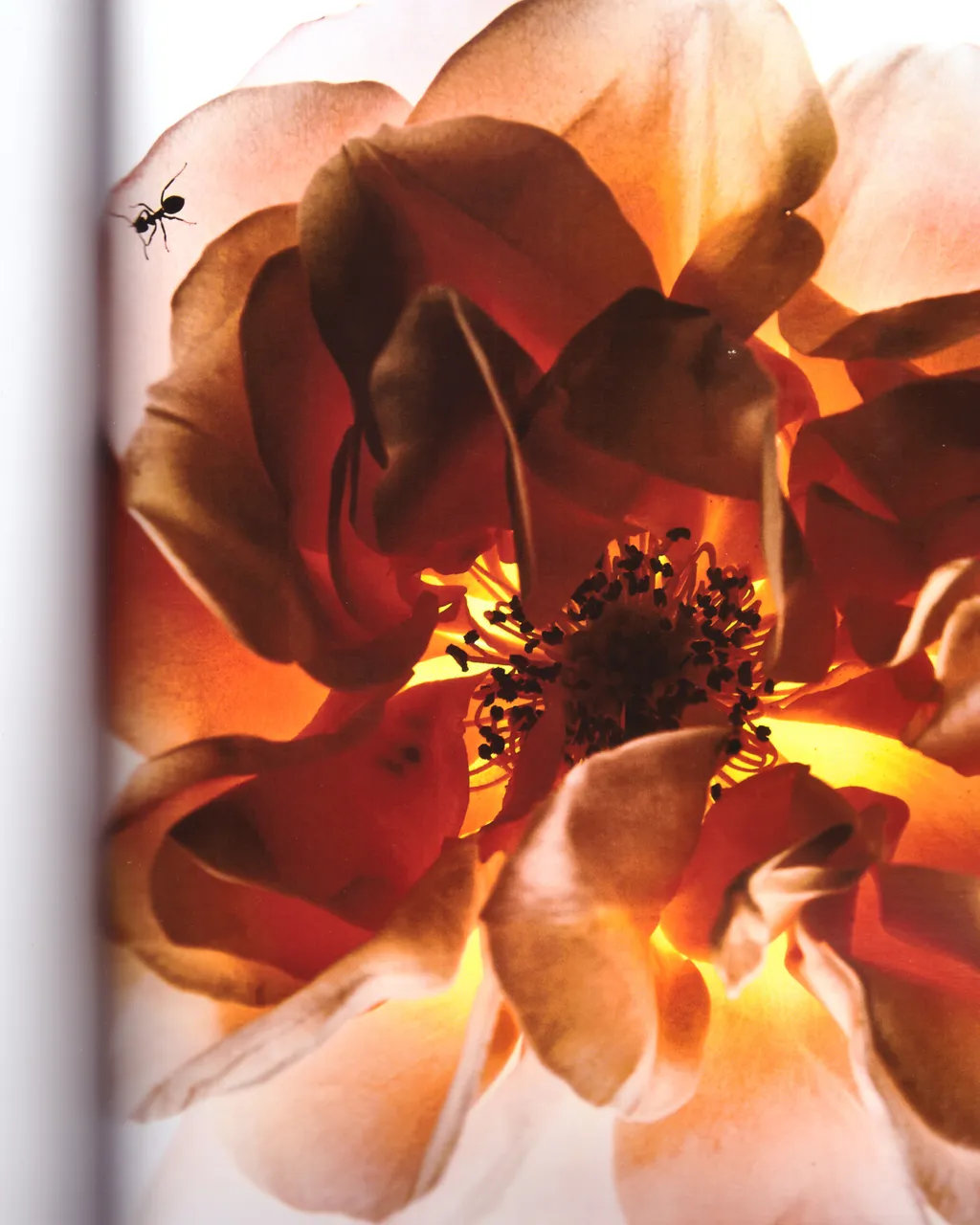 Personal / Flowers From The Garden