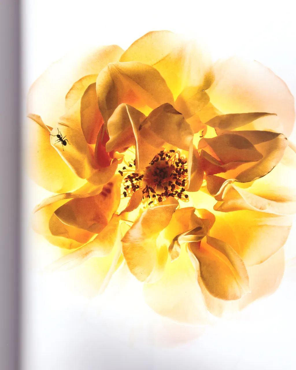 Personal / Flowers From The Garden