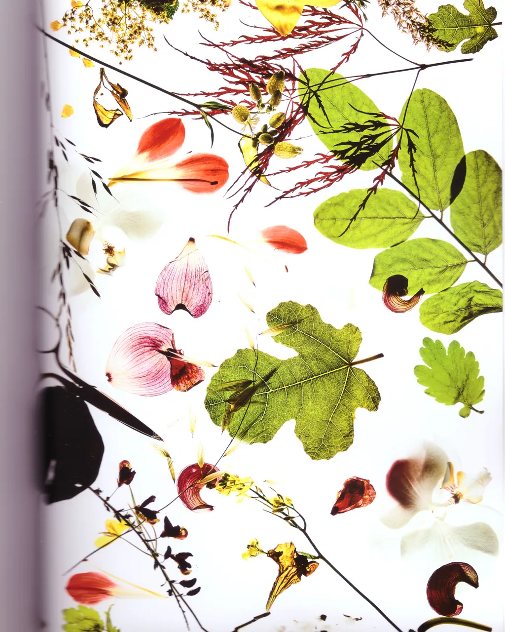 Personal / Flowers From The Garden