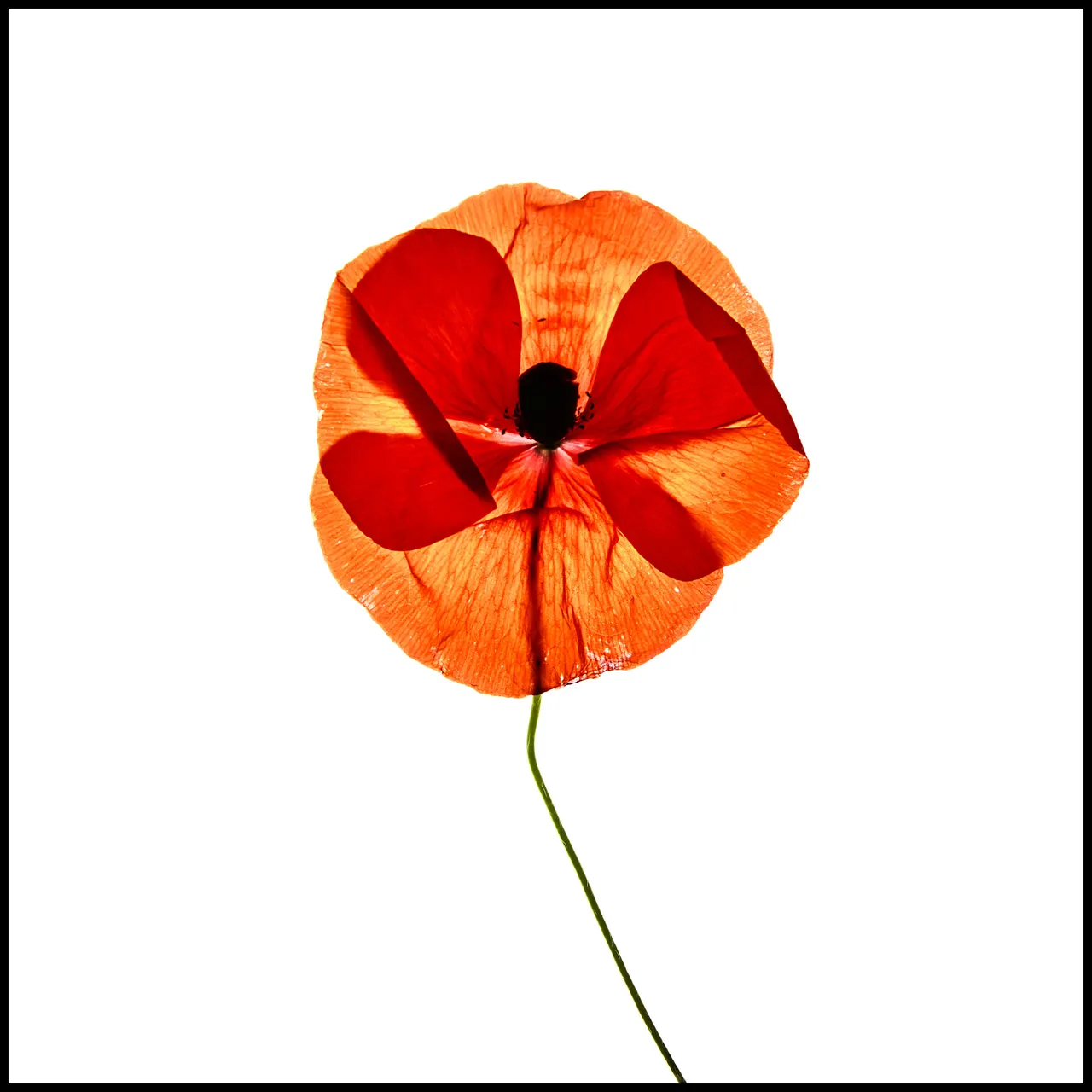 Personal / Flowers From The Garden