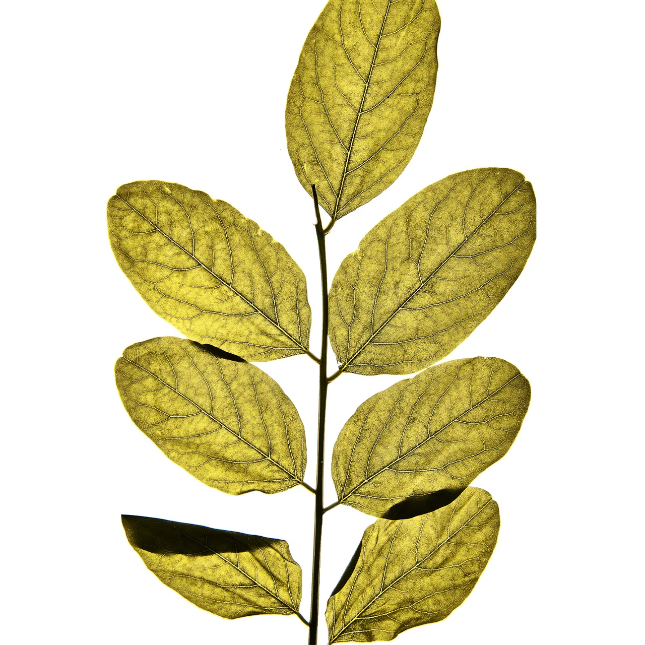 Personal / Flowers From The Garden