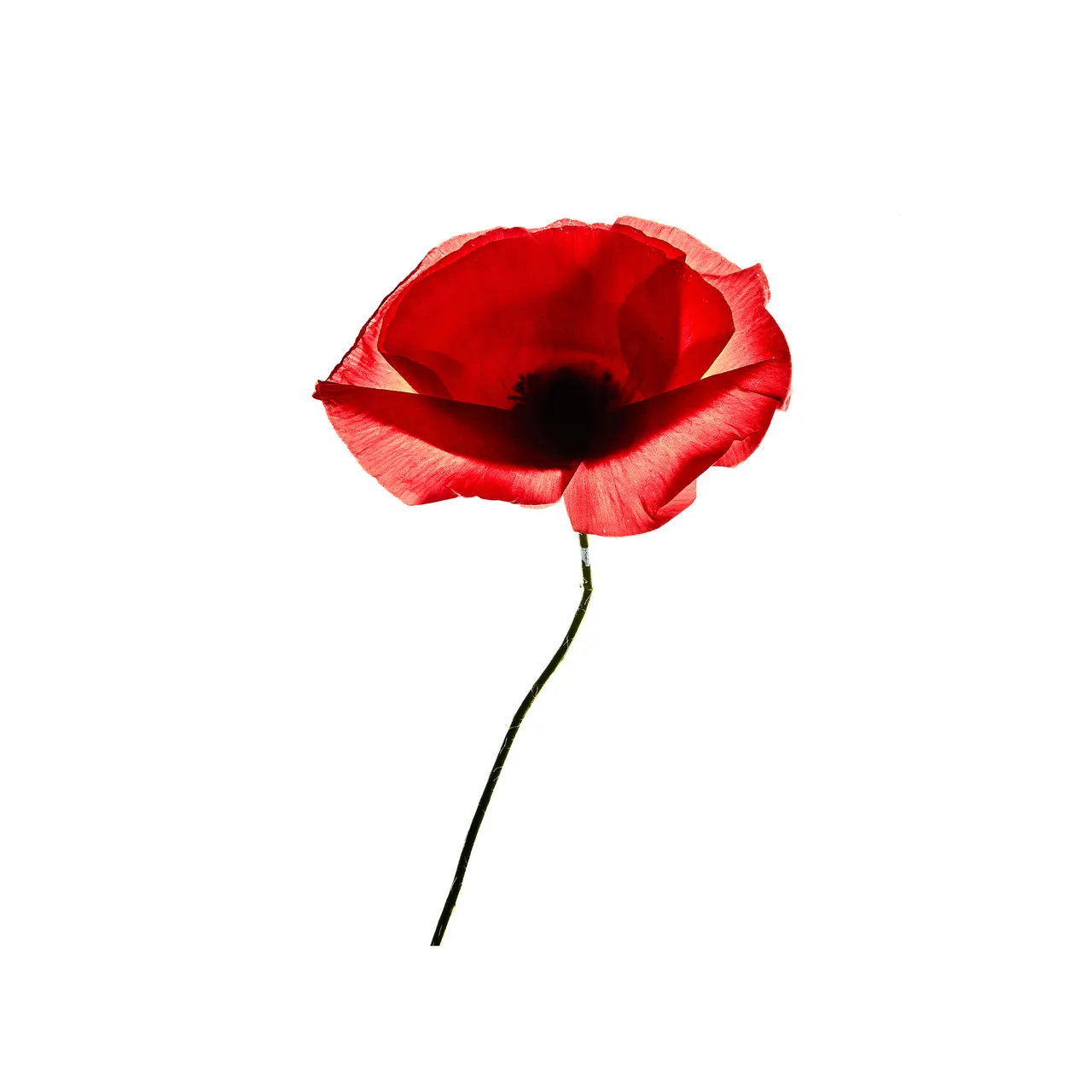 Personal / Flowers From The Garden