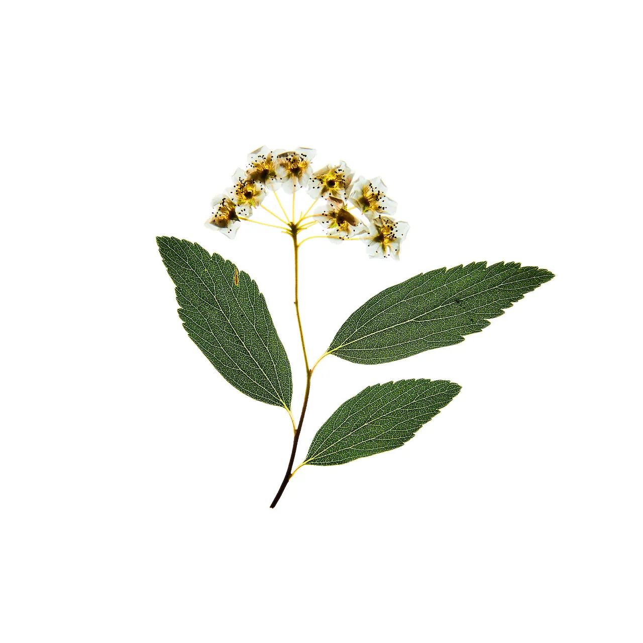 Personal / Flowers From The Garden