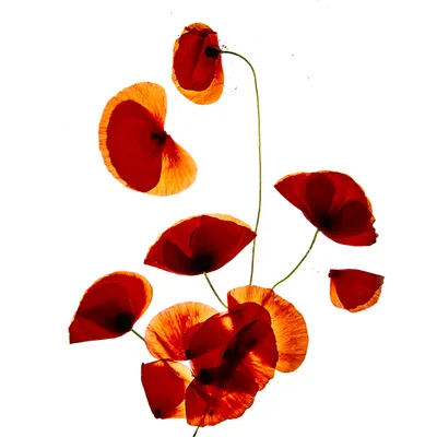 personal-flowers-from-the-garden