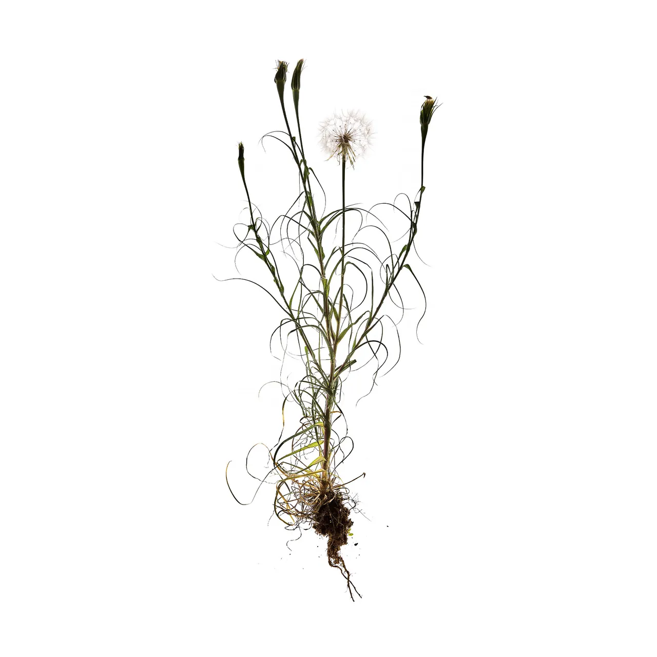 Personal / Flowers From The Garden