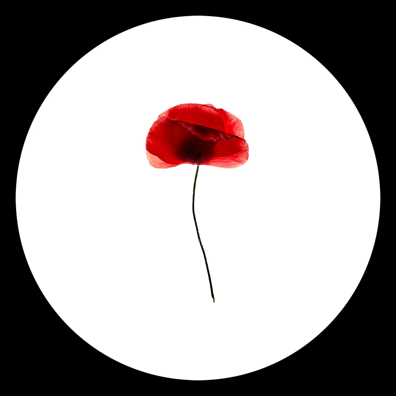 Personal / Flowers From The Garden