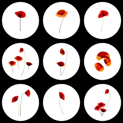 personal-flowers-from-the-garden