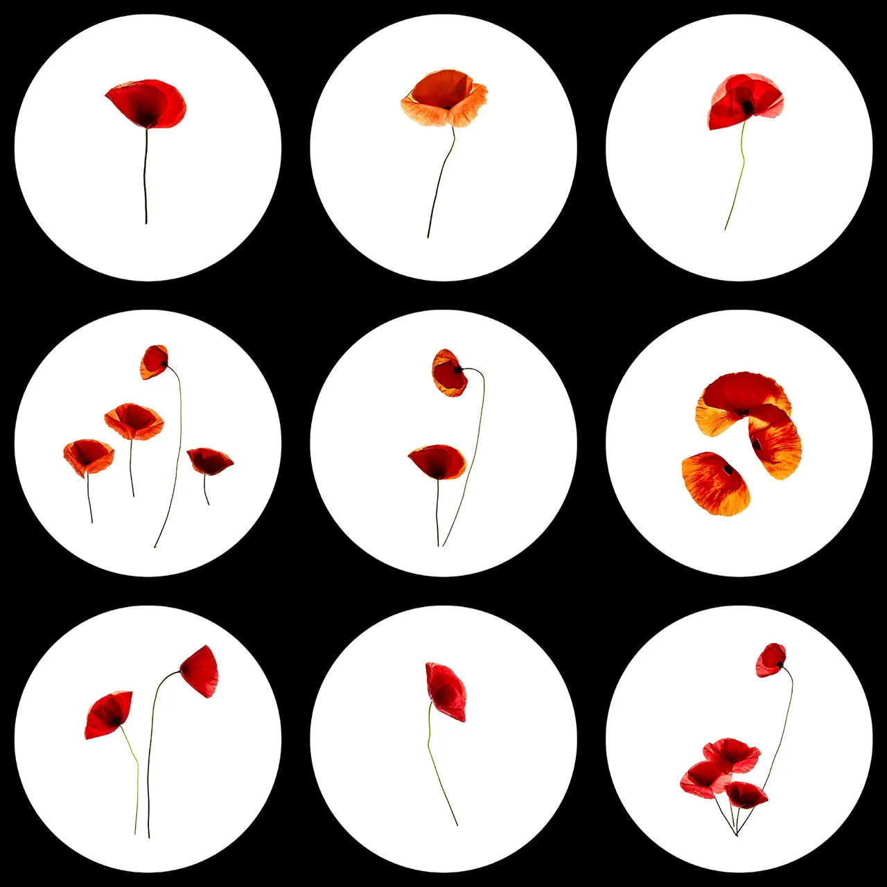 Personal / Flowers From The Garden